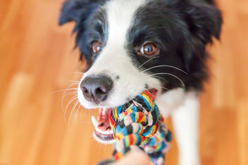 Paws and Play: How to Introduce New Toys to Your Pet for Hours of Fun!