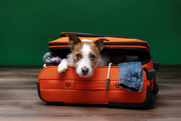 The Ultimate Guide to Pet-Friendly Travel Essentials: Making Memories on the Go!