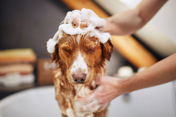 Pampered Paws: Unraveling the Importance of Regular Grooming for Your Pet's Well-Being!